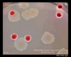 Salmonella